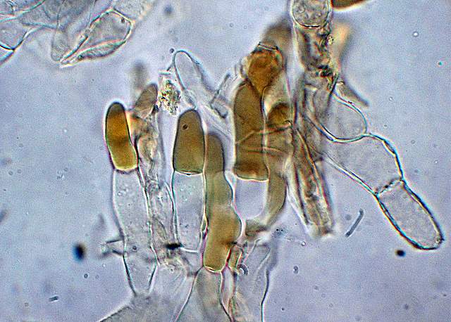 Xerocomus bubalinus   (Oolbekk. & Duin)  Redeuilh